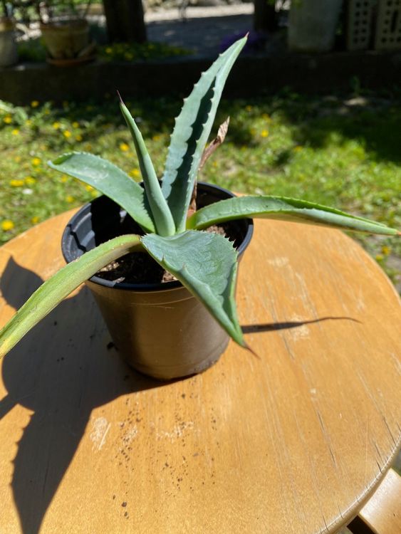 Agave Americana Ca Cm Kaufen Auf Ricardo