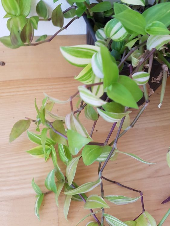 Tradescantia Sorten H Ngepflanzen Zimmer Oder Balkon Kaufen Auf