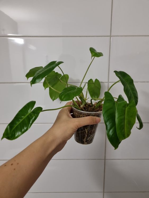 Philodendron Burle Marx Variegata Vergr Nt Xl Steckling Kaufen