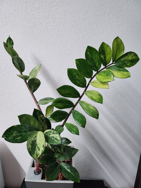 Gl Cksfeder Zamioculcas Zamiifolia Variegata Kaufen Auf Ricardo