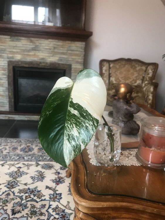 Monstera Deliciosa Variegata Kaufen Auf Ricardo