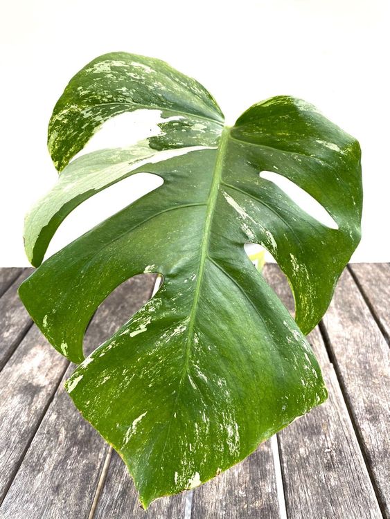 Monstera Deliciosa Variegata Kaufen Auf Ricardo