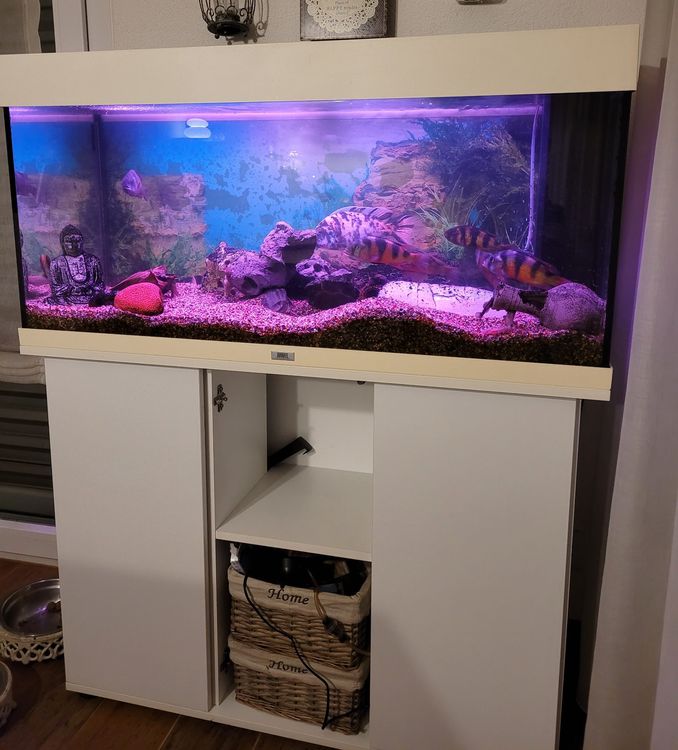 Aquarium Juwel 180 Lt Mit Fische Acheter Sur Ricardo