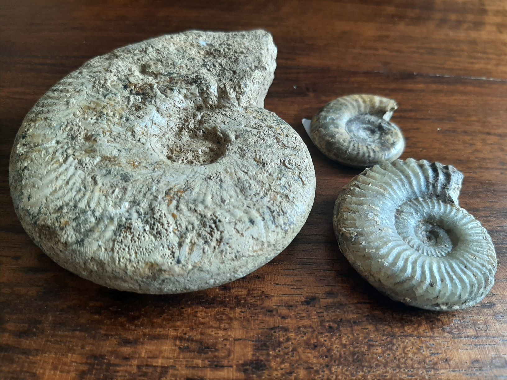 Fossili: Ammoniten Normandie – Usato da Rickenbach BL venduto da Oktober68 3