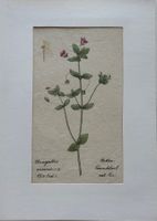 Lithographie um 1800, Botanik, RAR!