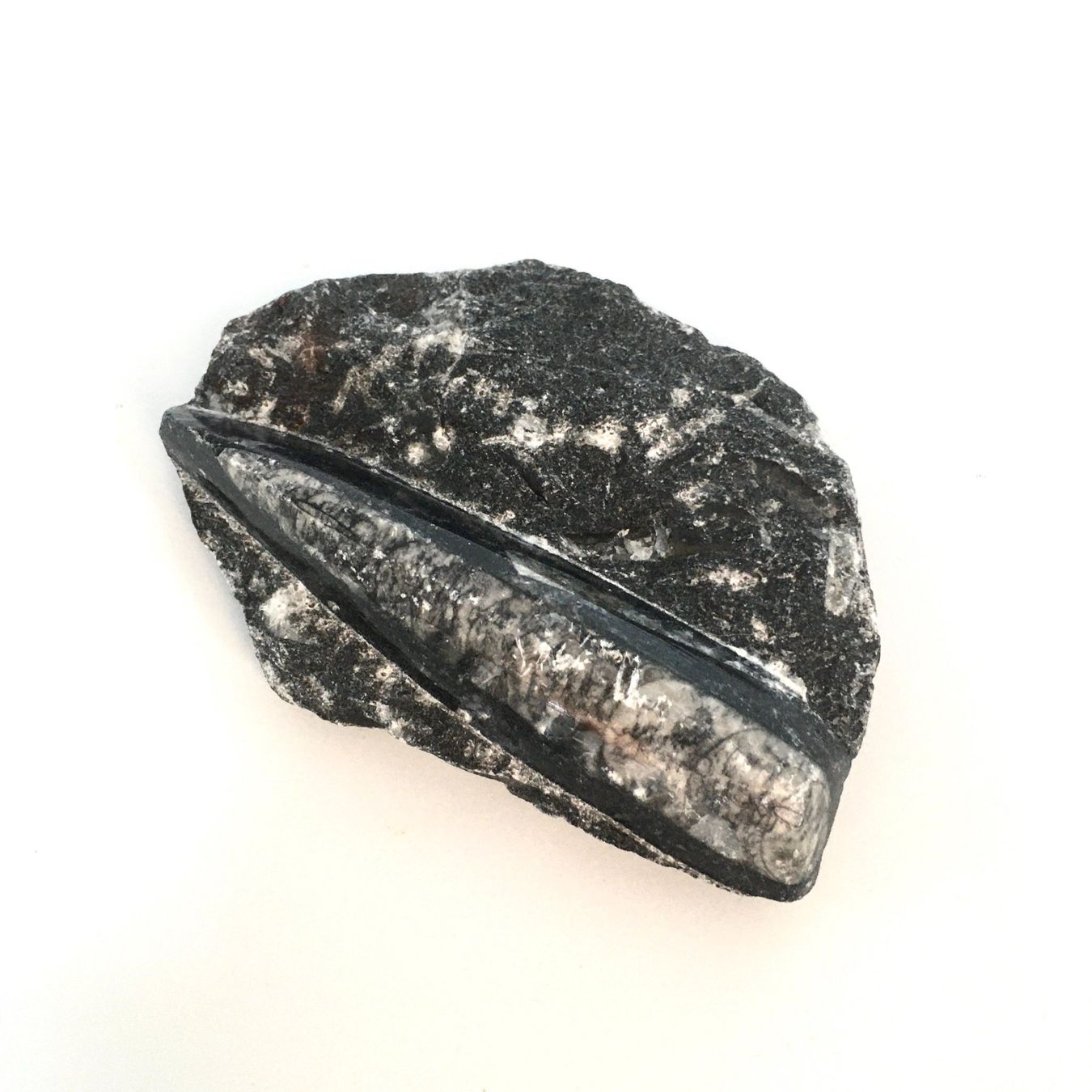 Fossilien: Orthoceras - geschliffen/poliert - Original – Neu (gemäss Beschreibung) aus Samstagern von Spliti