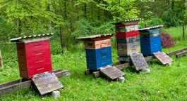 Bienen Magazinbeuten – Wabenmass "Schneider"