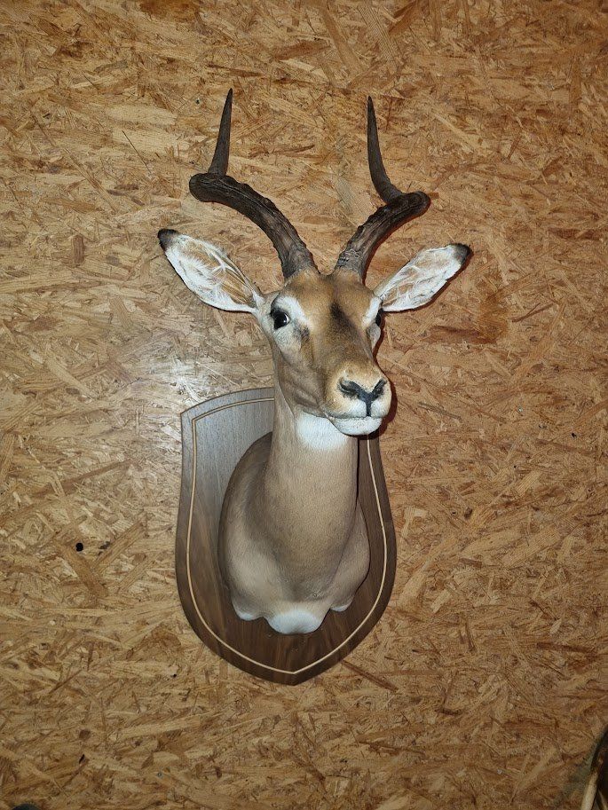 Il mondo degli animali: Trägerpräparat Impala – Usato da Sachseln venduto da fab_nh78 1