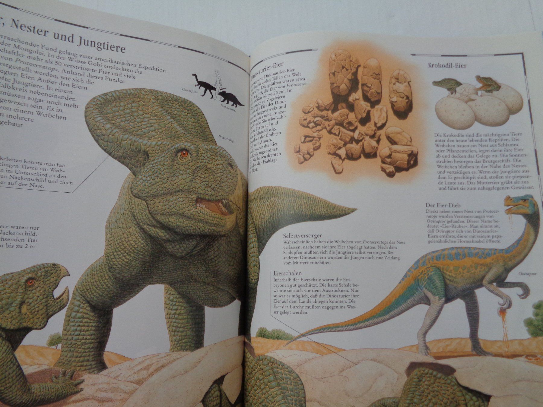 Libri: Bildatlas der Dinosaurier - entdecken - vergleichen – Usato da Chur venduto da Oregano1 6