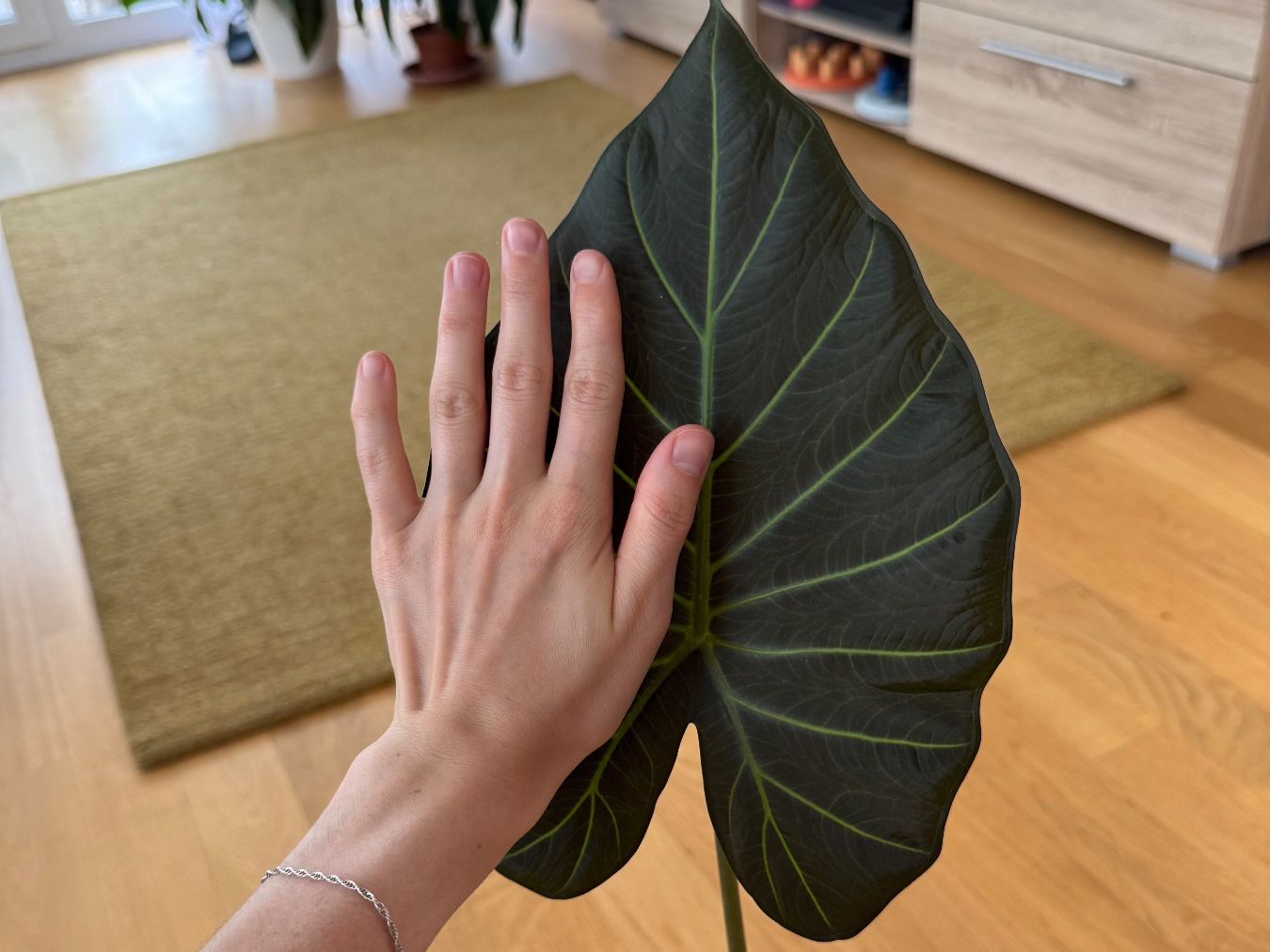 Piante & sementi: Alocasia Regal Shield – Usato da Goldau venduto da pflanzly 1