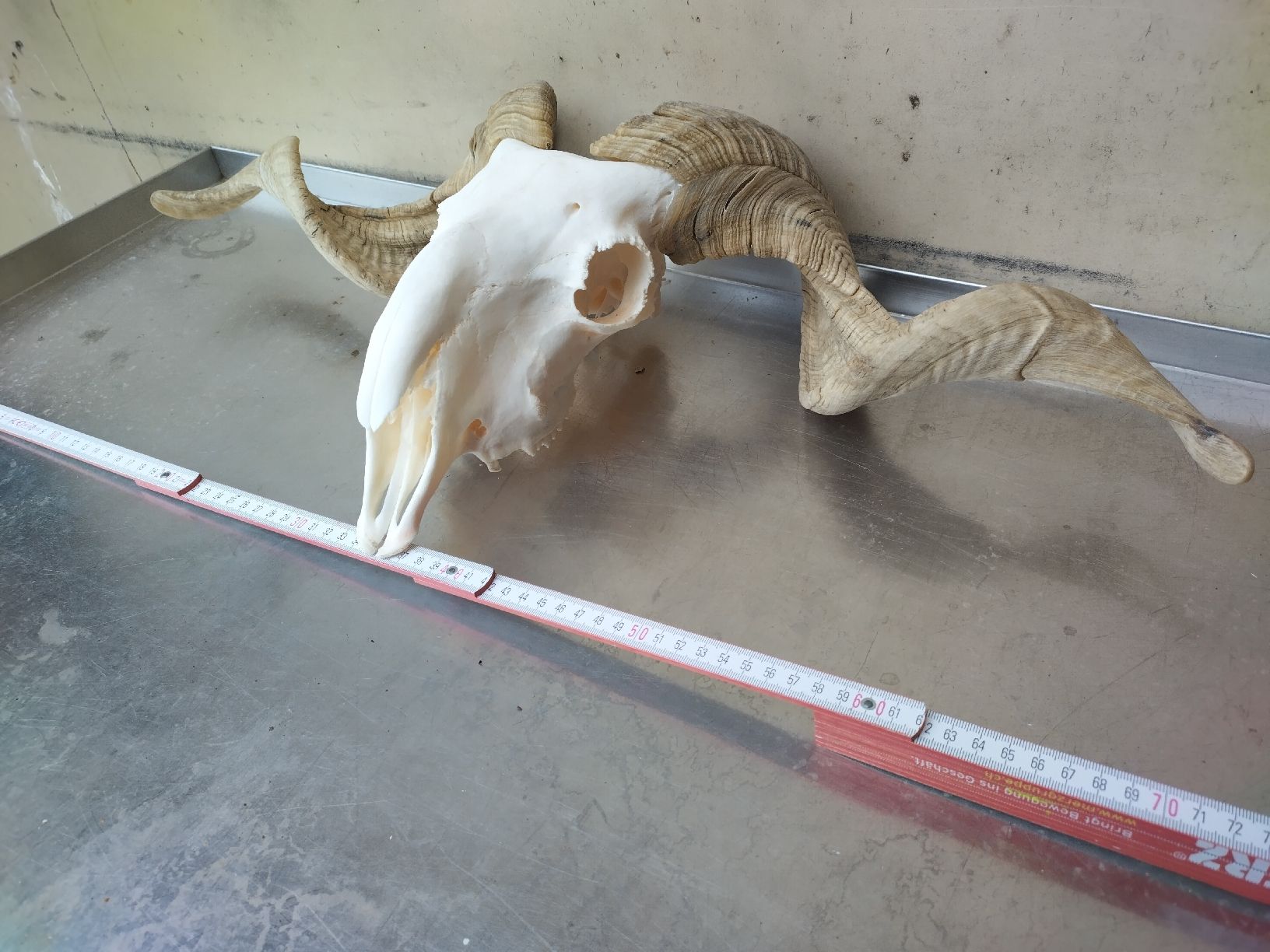 Il mondo degli animali: grosser Widderschädel – Usato da Wettingen venduto da Bwalti 1