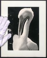 Fotografie Vogel weisser Pelikan bei der