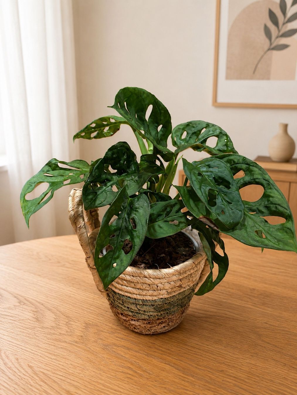 Pflanzen & Samen: Monstera Adansonii Steckling✨ – Neu (gemäss Beschreibung) aus Altdorf UR von nemio.shop 2