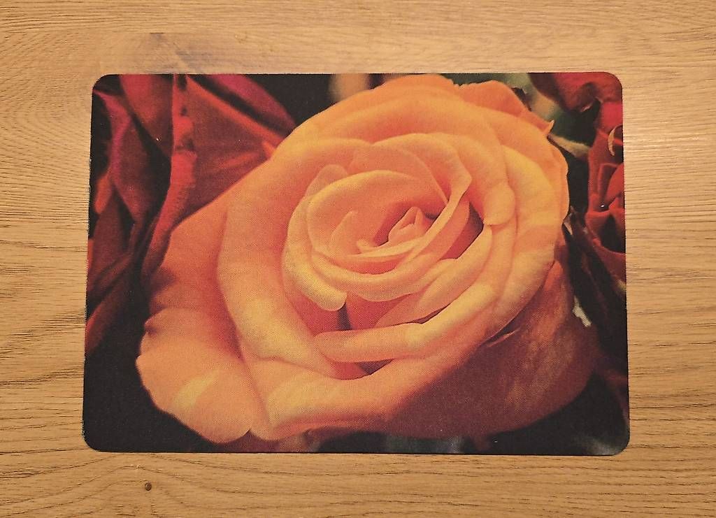 Tappetini per mouse: Mousepad Rose NEU – Usato da Chur venduto da Frei3912