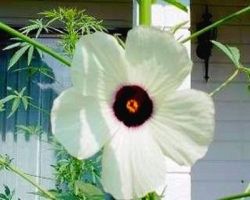 Hibiscus cannabinus  (Chanvre de Bombay)