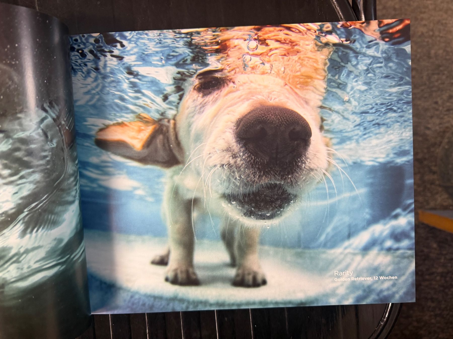 Livres: Hunde unter Wasser – D'occasion à Dietikon par Buchantiqdietikon 2