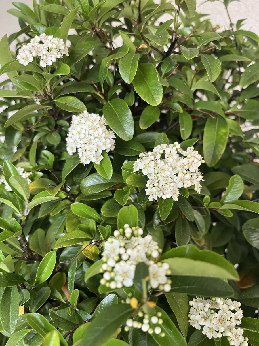 Piante & sementi: Feuerdorn Bonsai 90,0 cm – Nuovo e nell'imballaggio originale da Hettlingen venduto da BonsaiNaturist.com 9