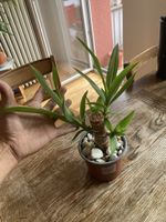 Yucca Palme (Elephantipes)