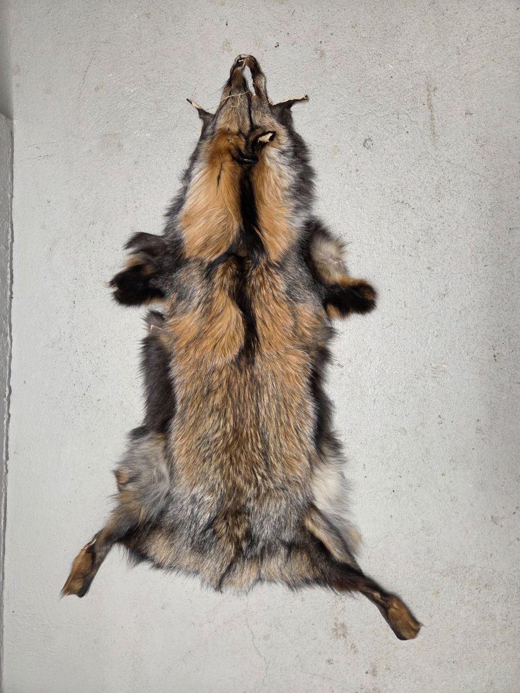 Il mondo degli animali: Echtes Fuchsfell/Haut – Usato da Winterthur venduto da trise80