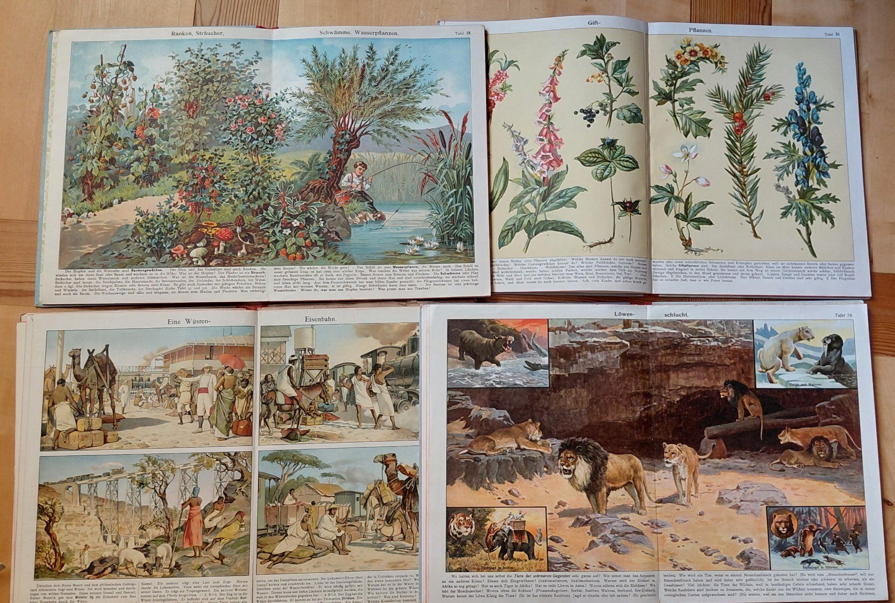 Libri: 4 Bände J. Staubs Bilderbücher – Usato da Trogen venduto da Limboo 3