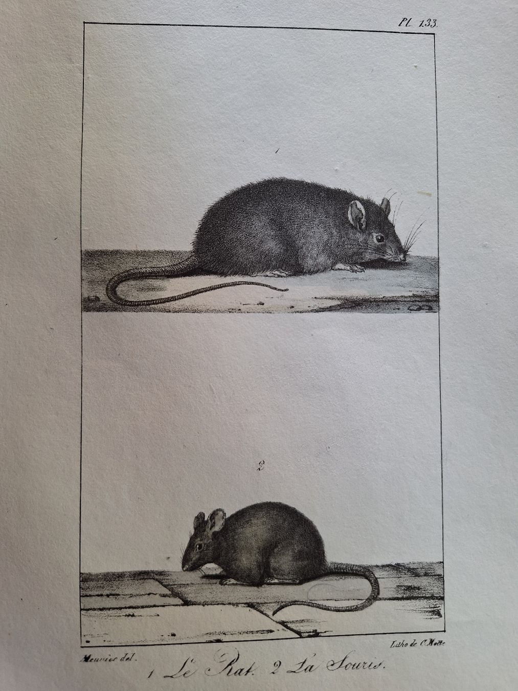 Incisioni: LA SOURIS. LE RAT – Usato da Bevaix venduto da bohrap 4