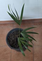 Zimmerpalme Kentia 