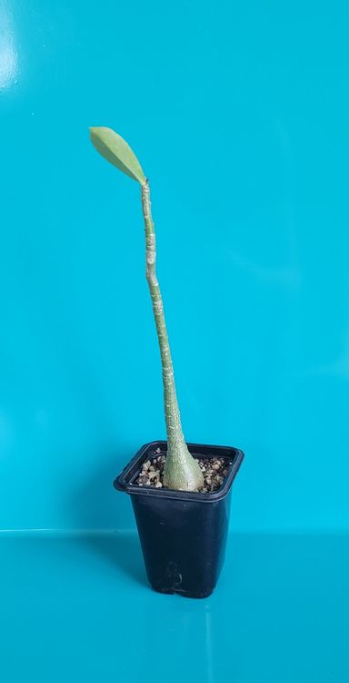 Adenium Obesum Wüstenrose Rhizom - Winterharte Zierpflanze Mit Bunten Blüten Für Anfänger