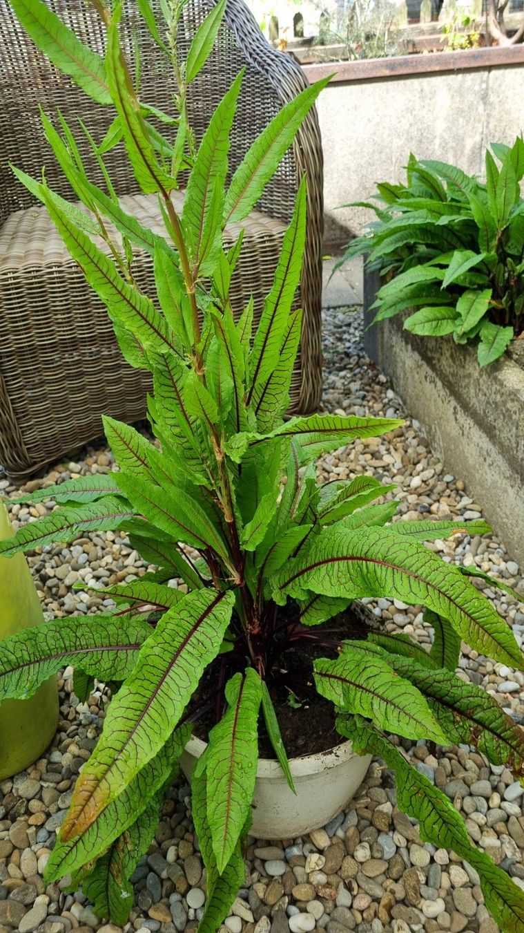 Piante & sementi: Blutampfer - Rumex sanguineus – Usato da Oberentfelden venduto da Myri13