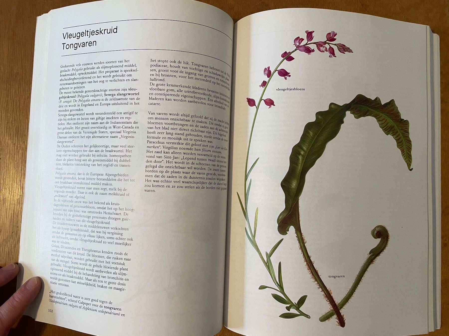 Bücher: De Plant in de Geneseekunde – Gebraucht aus Zürich von WWehrle 2