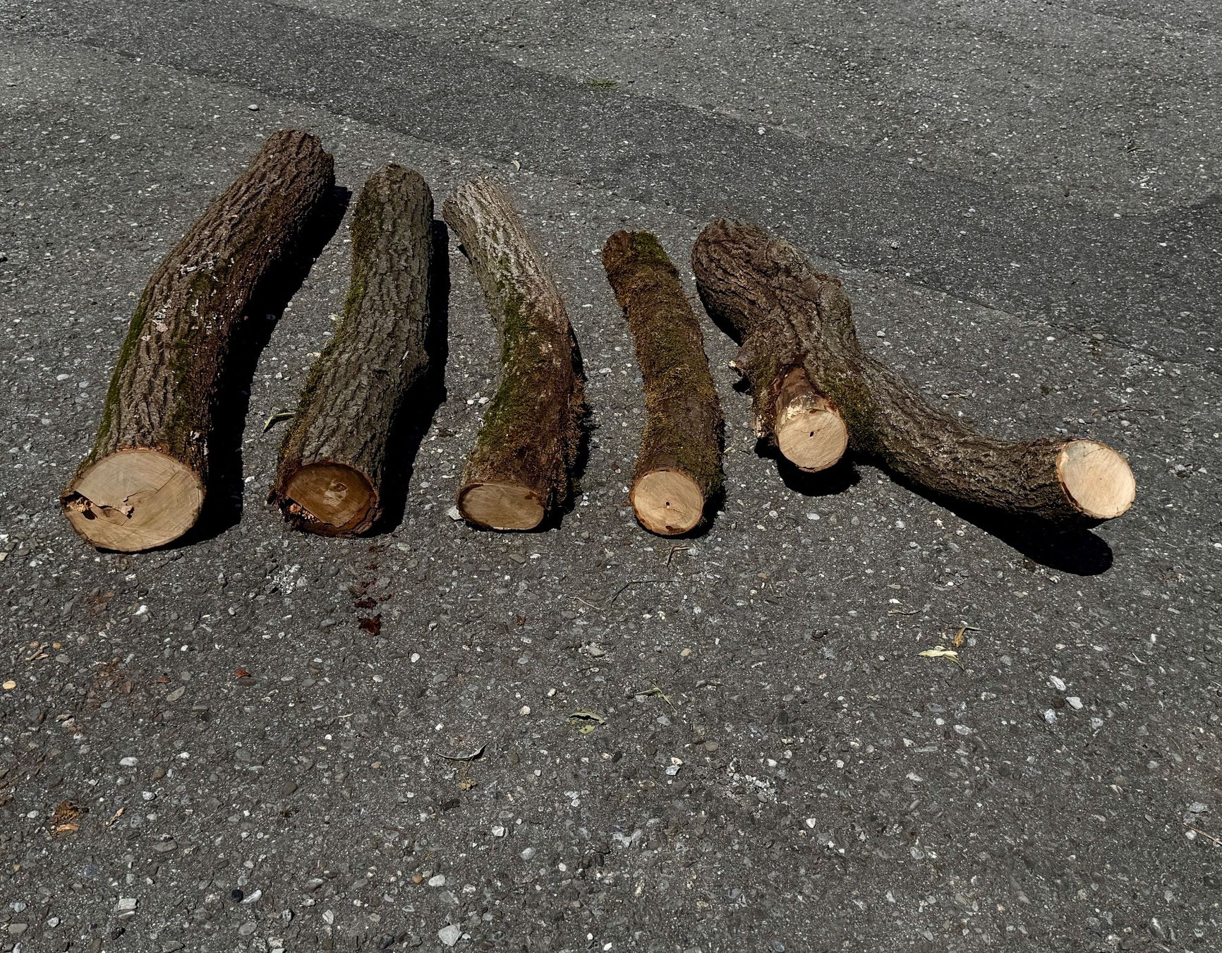 Holzartikel: 5x Schweizer Linde Berner Oberland Baumstamm – Gebraucht aus Heiligenschwendi von Bgb623 1