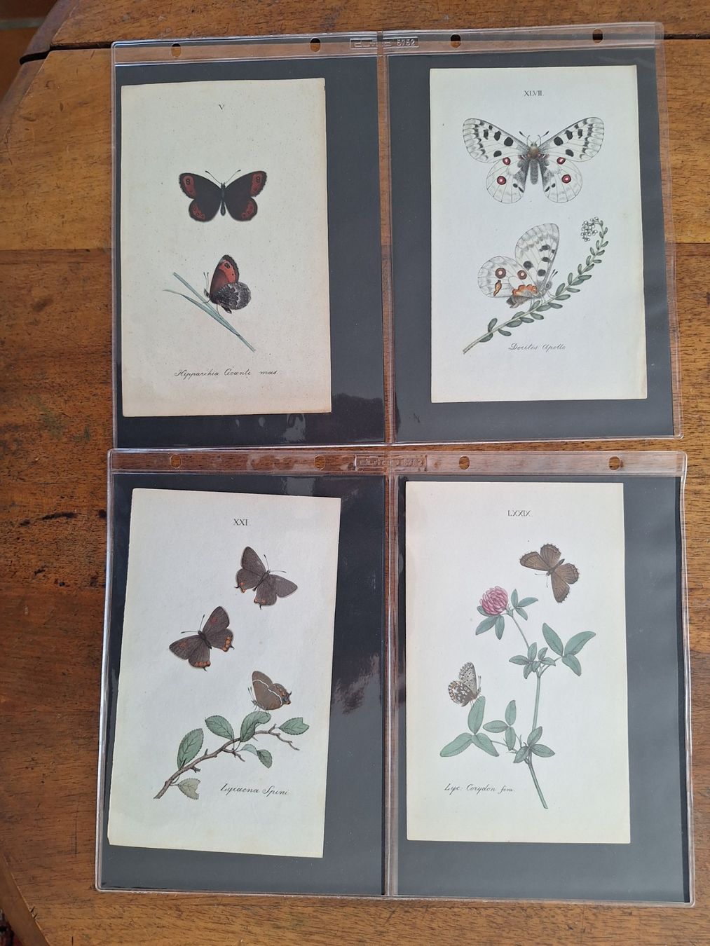 Incisioni: PAPILLONS  8 GRAVURES ANCIENNES – Usato da Bevaix venduto da bohrap 1