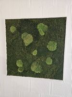 Moosbild Wandbild aus Moos Kugelmoos 80x80