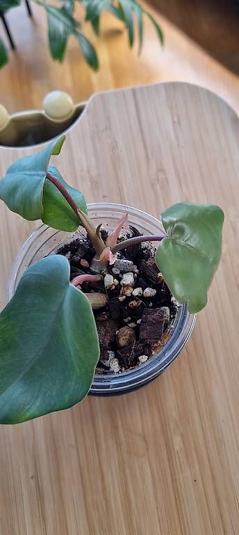 Piante & sementi: Philodendron Elegans – Nuovo e nell'imballaggio originale da Wallenwil venduto da pet_mz5n 1