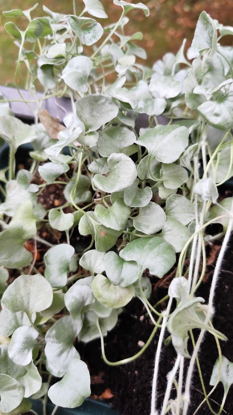 Pflanzen & Samen: Silberregen (Dichondra argentea) – Gebraucht aus Bern von Meeresalgen 2