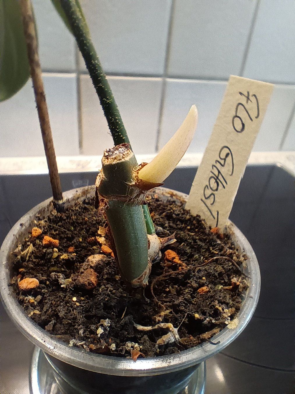 Pflanzen & Samen: Philodendron Florida Ghost – Gebraucht aus Neerach von Pudelmax 2