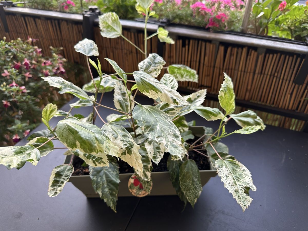 Pflanzen & Samen: Hibiskus 🌺 seltene Sorte !!!! – Gebraucht aus Bern von womiman