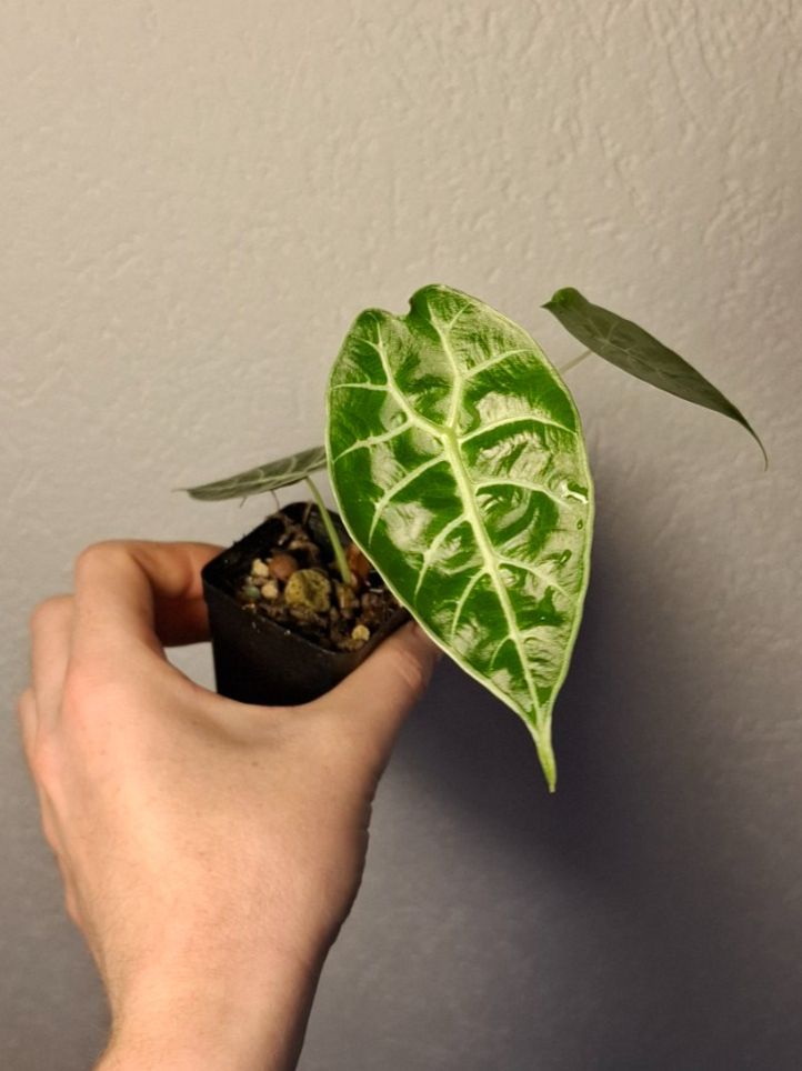 Piante & sementi: Alocasia Watsoniana – Usato da Hausen AG venduto da Pflaenzlioase