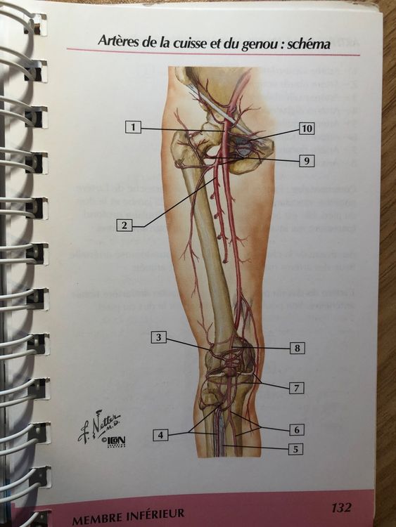 Livre de médecine: MEMOFICHE ANATOMIE MEMBRES NETTER (Gebraucht) in ...