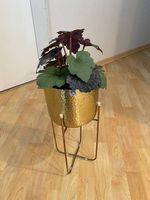 IKEA FEJKA & VINDFLÄKT (handmade)