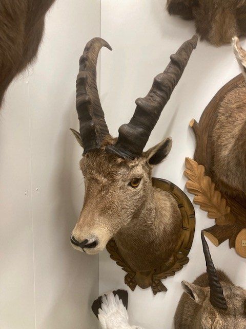 Il mondo degli animali: Steinbock – Usato da Pfaffnau venduto da Yoka0 1