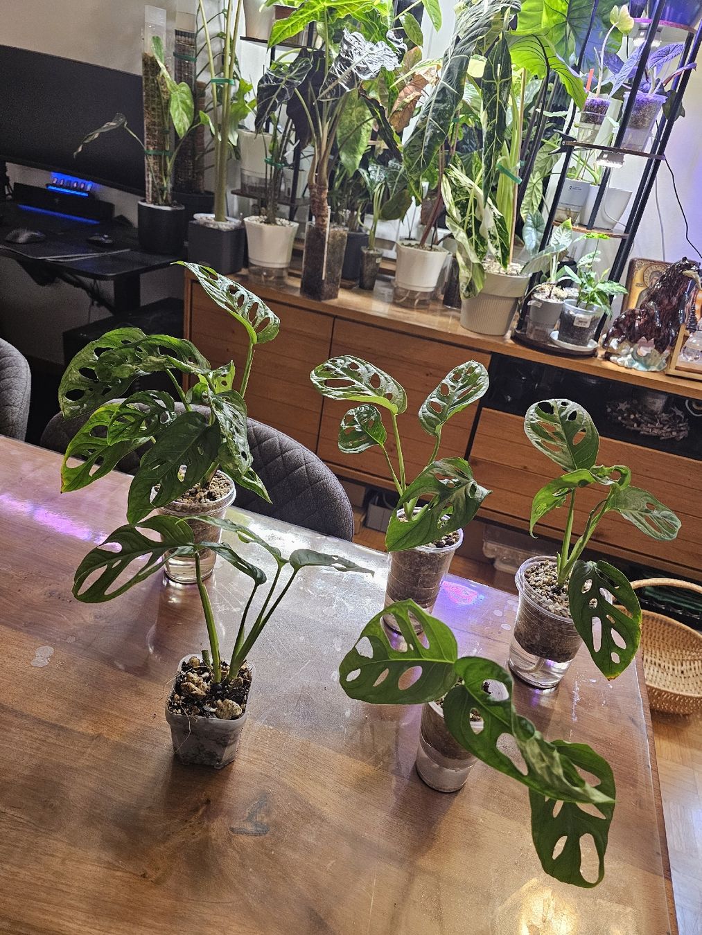 Piante & sementi: Monstera Adansonii Jungpflanze – Nuovo (secondo la descrizione) da Utzenstorf venduto da Dac_mk 1