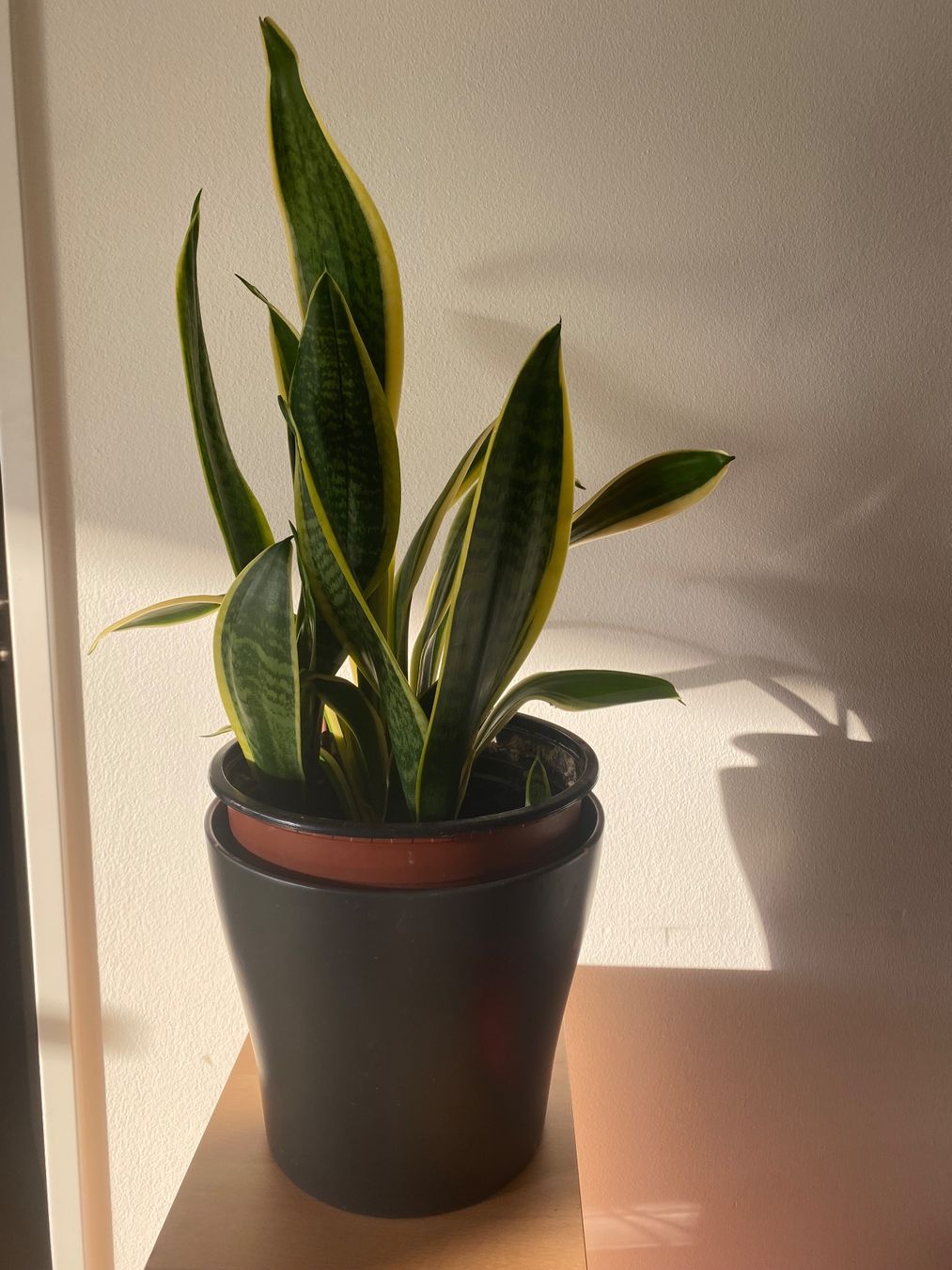 Piante & sementi: Schöne, kräftige Sansevieria / Bogenhanf – Nuovo (secondo la descrizione) da Luzern venduto da Felicita_26