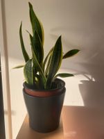 Schöne, kräftige Sansevieria / Bogenhanf