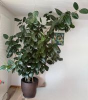 Magnifique Ficus elastica (gommier)