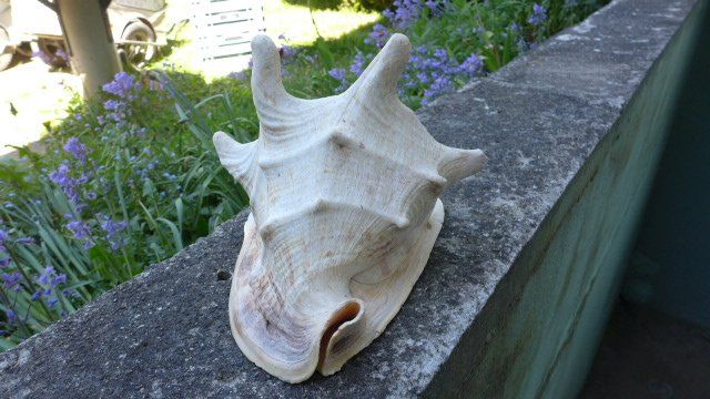 Fossili: Grosse Schnecke Muschel. Cassis Cornuta. – Usato da Zürich venduto da inf_gt6t 1