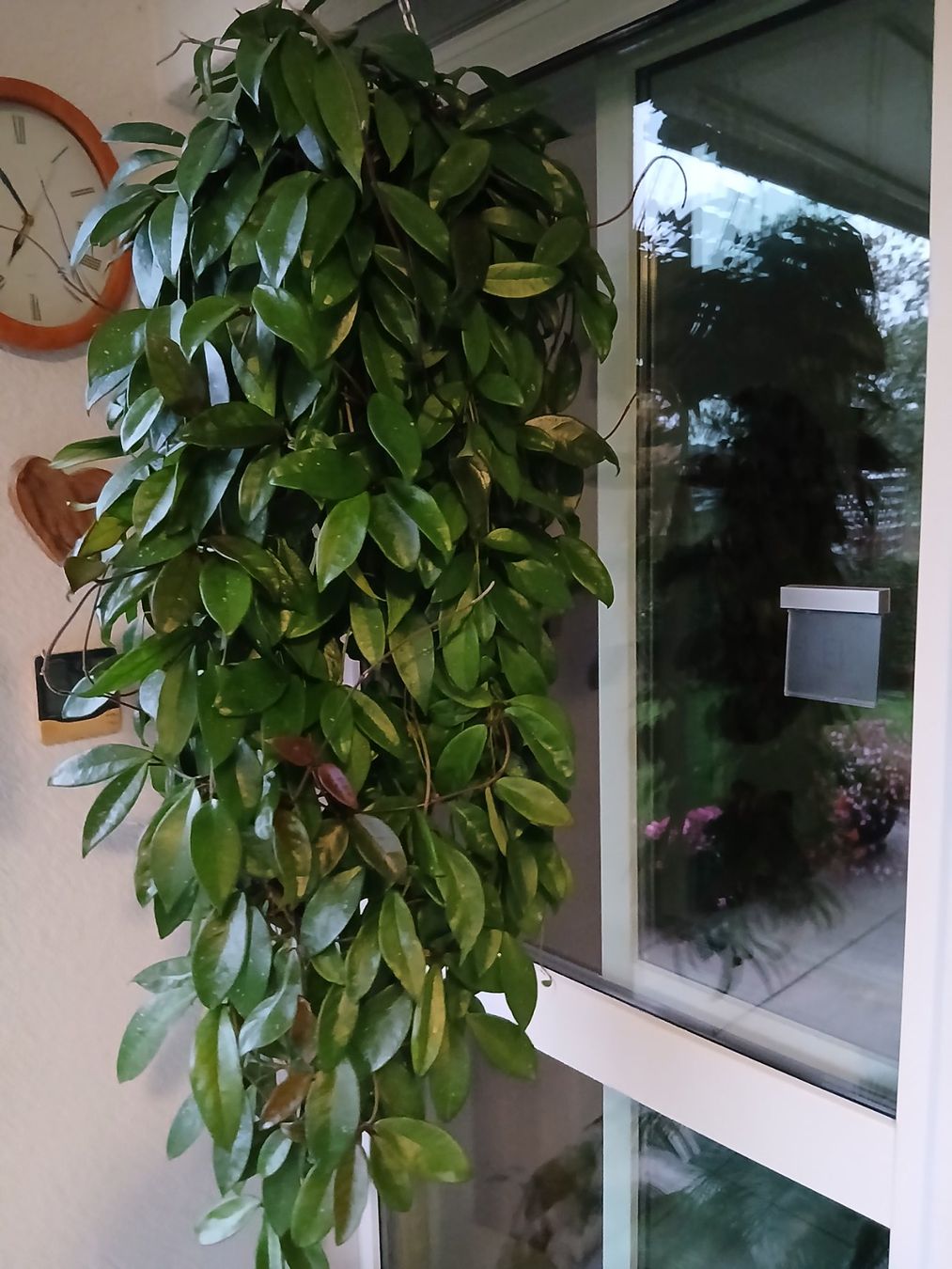 Plantes & graines: Hoya – D'occasion à Zürich par Pizzu1