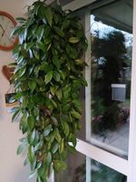 Hoya