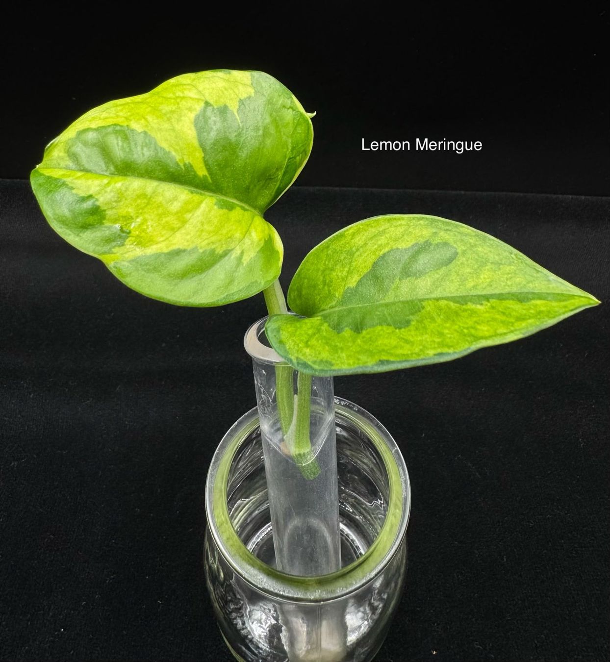 Piante & sementi: Epipremnum aureum 'Lemon Meringue' – Nuovo (secondo la descrizione) da Bühler venduto da googelibear