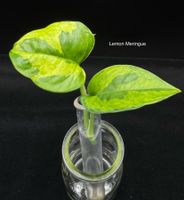 Epipremnum aureum 'Lemon Meringue'