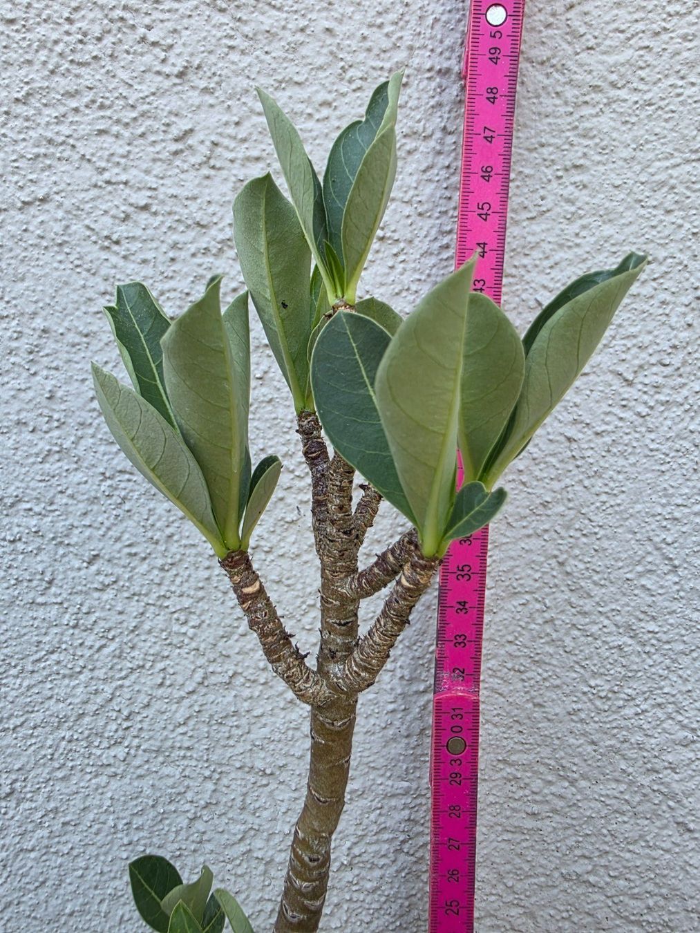 Plantes & graines: Adenium arabicum "Black Hawk" / Wüstenrose – D'occasion à Thalheim par silvara01 2